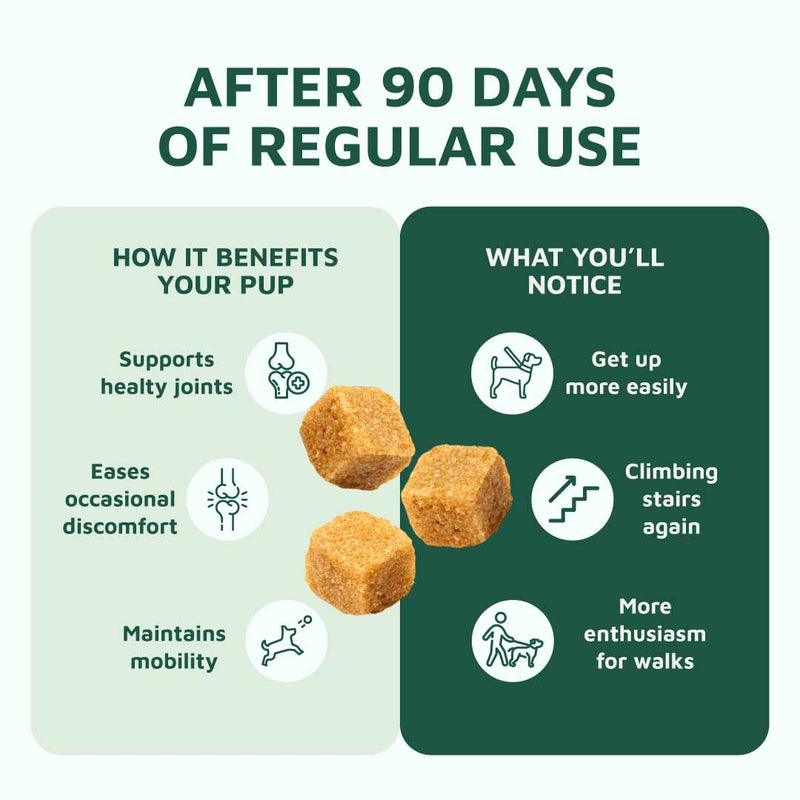 Gut & Immune Support for Dogs with Parasites (BUY 2 GET 1 FREE)